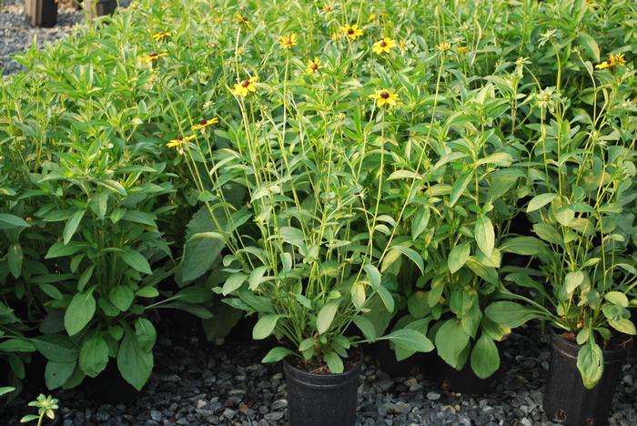 Rudbeckia fulgida var. fulgida (Black-Eyed Susan)