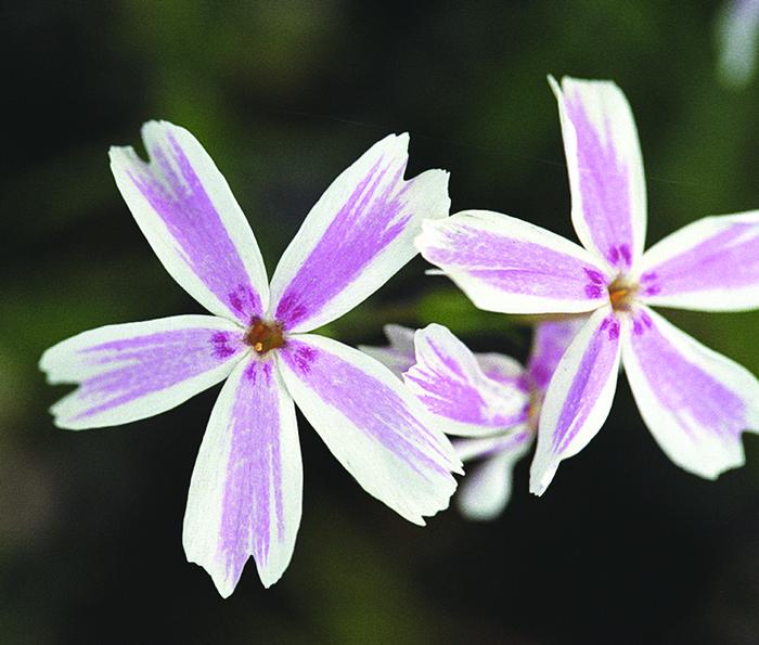 Phlox subulata 'Candy Stripes' (Moss Pinks)