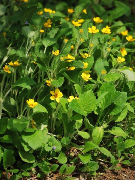 Chrysogonum virginianum 'Superstar' (Green and Gold), yellow flowers