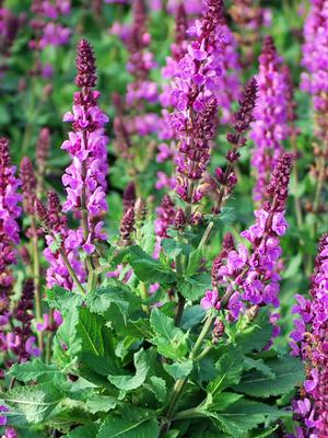 Salvia nemorosa 'Rose Marvel' (Meadow Sage)