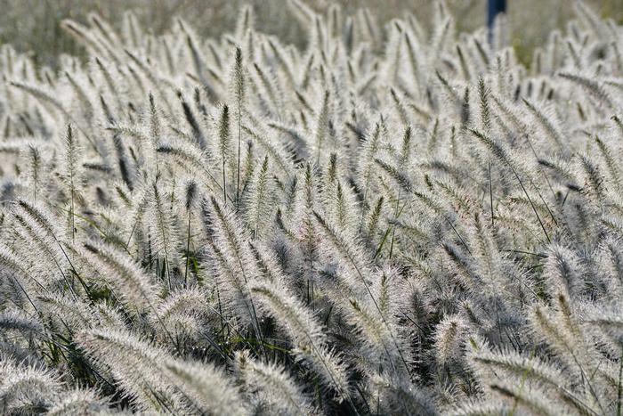 Dwarf Fountain Grass (Pennisetum alopecuroides 'Hameln')