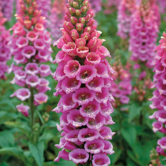 Digitalis purpurea 'Candy Mountain' (Foxglove), purple flowers