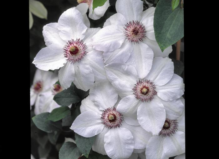 Clematis 'Miss Bateman' (Hybrid Clematis)