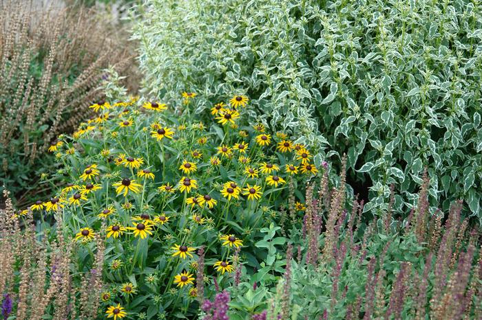 Dwarf Black-Eyed Susan (Rudbeckia fulgida 'Little Goldstar'), yellow flowers