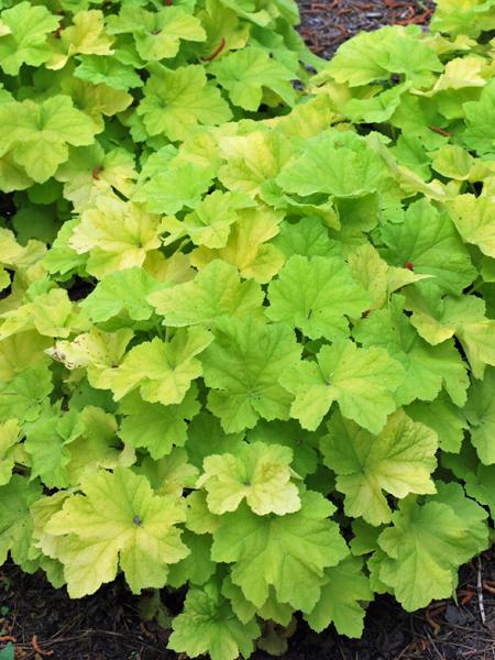 Heuchera x villosa 'Citronelle' (Coral Bells)