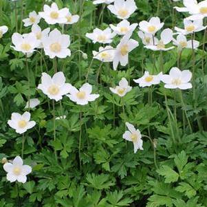 Snowdrop Anemone (Anemone sylvestris)