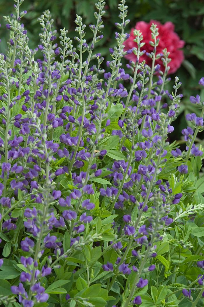 Baptisia australis (False Indigo), blue flowers