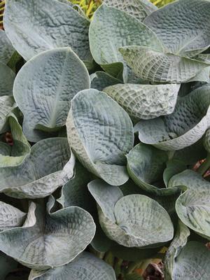 Hosta x 'Big Daddy' (Plantain Lily)