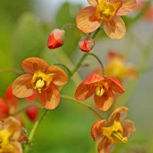 Epimedium x warleyense 'Orange Queen' (Barrenwort)