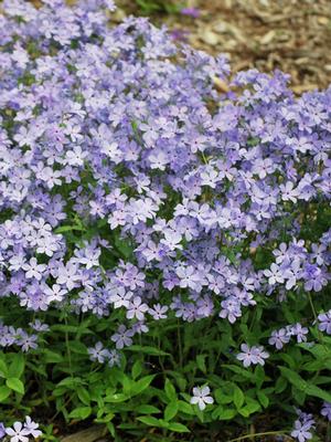 Phlox divaricata 'Blue Moon' (Woodland Phlox)