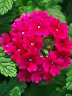 Verbena EnduraScape™Hot Pink (Vervain)