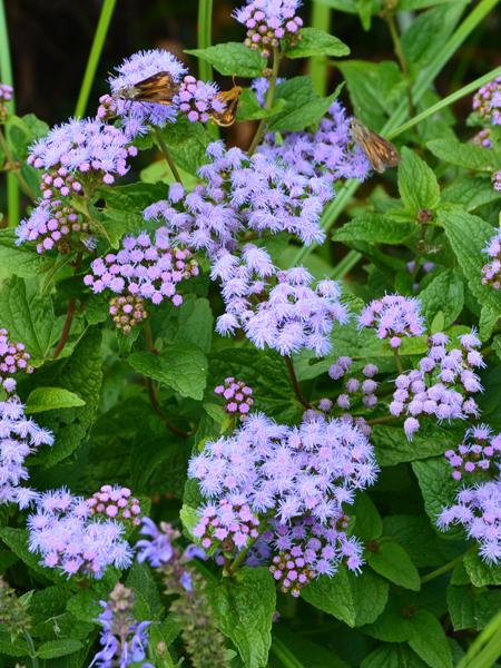 Hardy Ageratum (Eupatorium coelestinum)