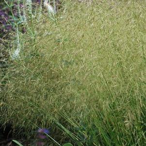 Tufted Hair Grass (Deschampsia cespitosa)