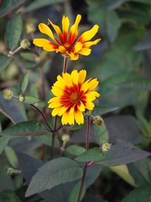 Heliopsis helianthoides var. scabra 'Burning Hearts' (False Sunflower)