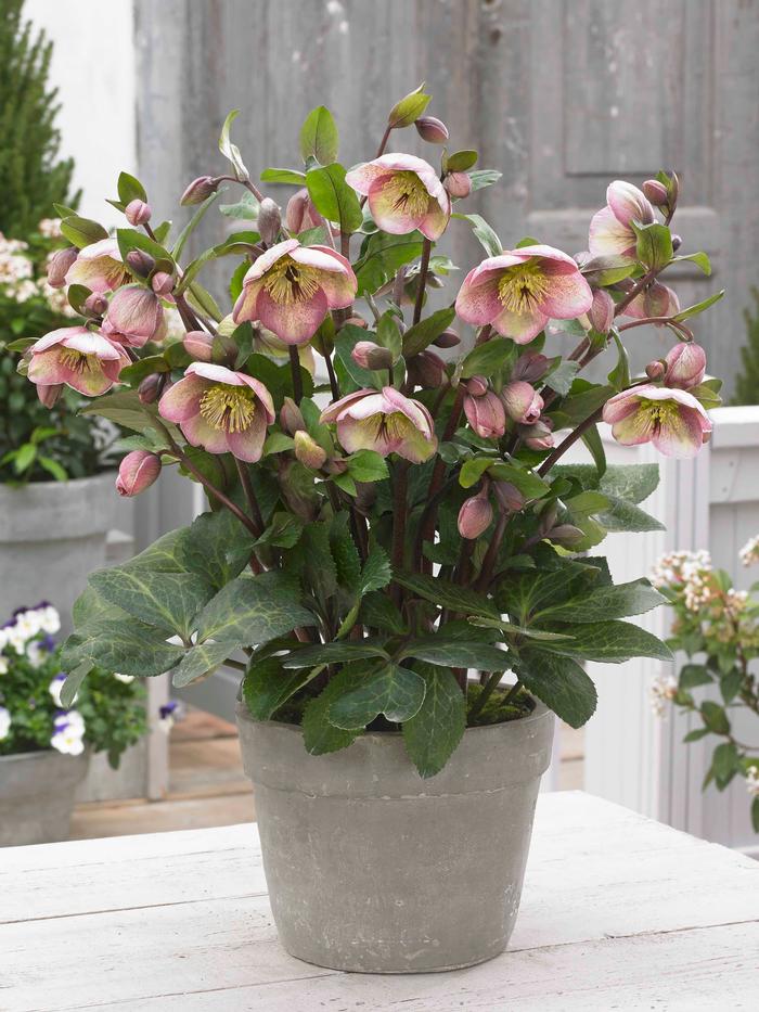 Helleborus x iburgensis Frostkiss® Bayli's Blush® (Lenton Rose)