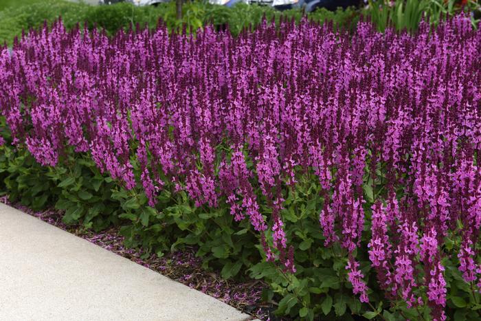 Salvia nemorosa 'Rose Marvel' (Meadow Sage)