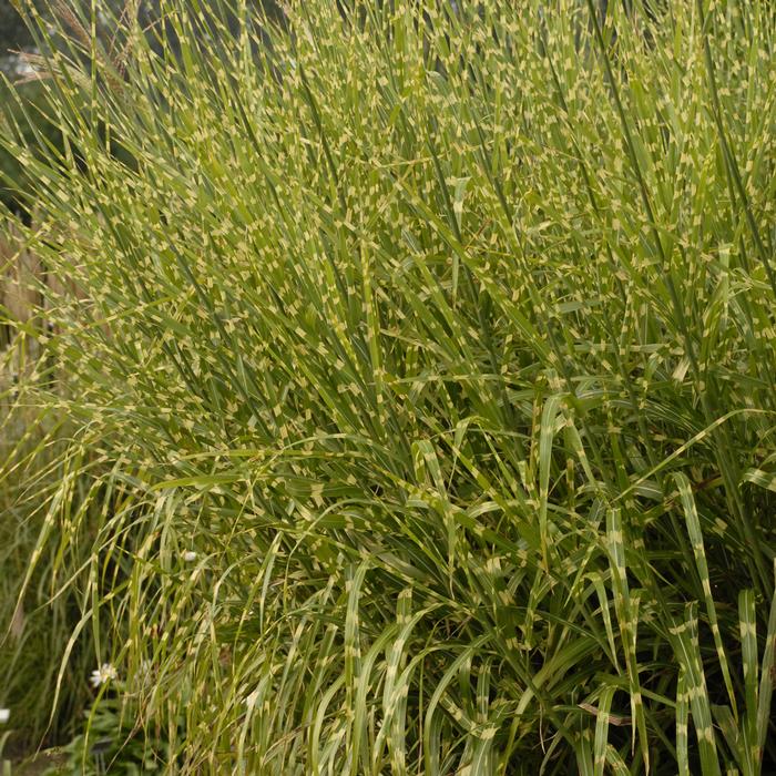 Porcupine Grass (Miscanthus sinensis 'Strictus')