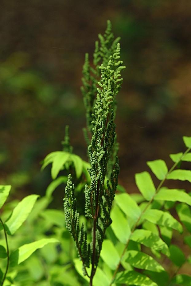 Royal Fern (Osmunda regalis)