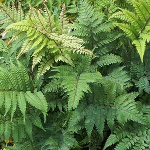 Limelight Lady Fern (Athyrium otophorum)