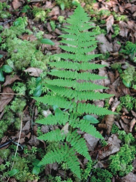 Evergreen Wood Fern (Dryopteris marginalis)