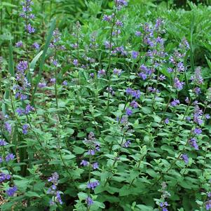 Nepeta racemosa 'Blue Wonder' (Catmint)