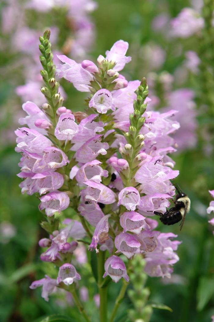 Physostegia virginiana 'Pink Manners' (Obedient Plant)