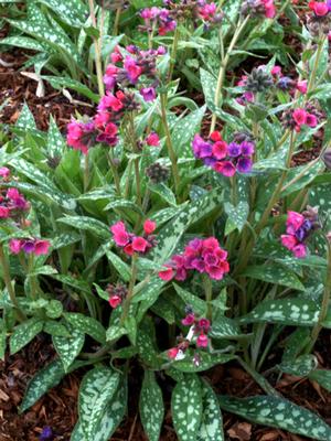 Pulmonaria x 'Raspberry Splash' (Lungwort)