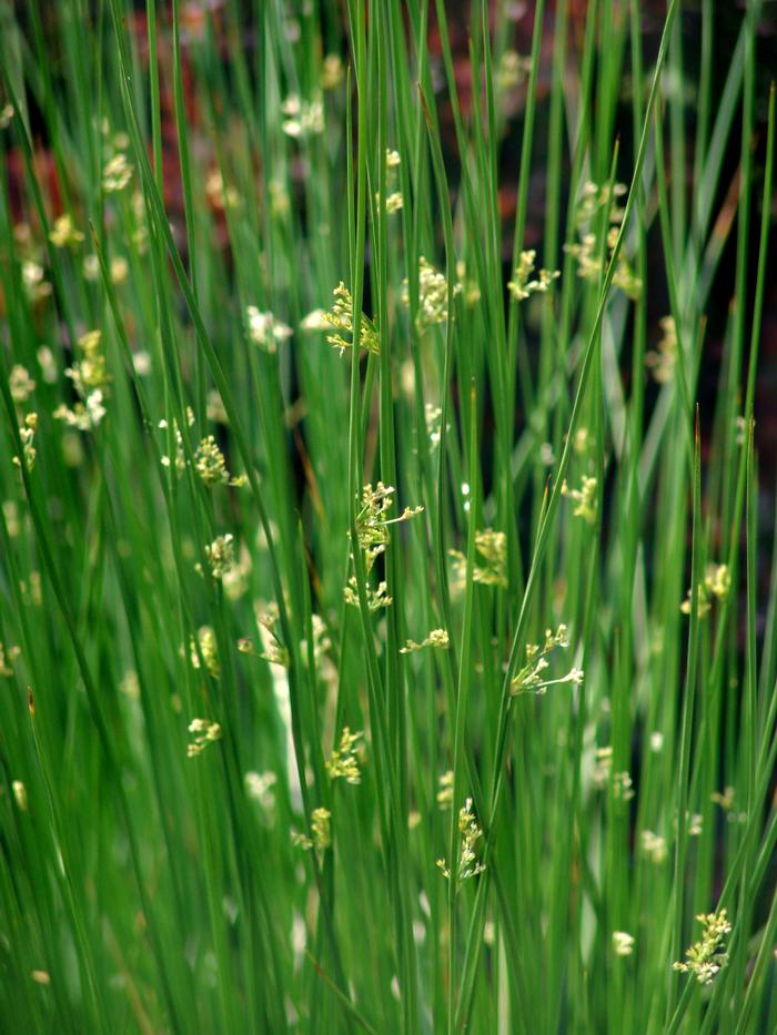 Common Rush (Juncus effusus)