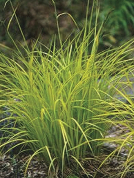 Golden Variegated Sedge (Carex elata 'Bowles Golden')