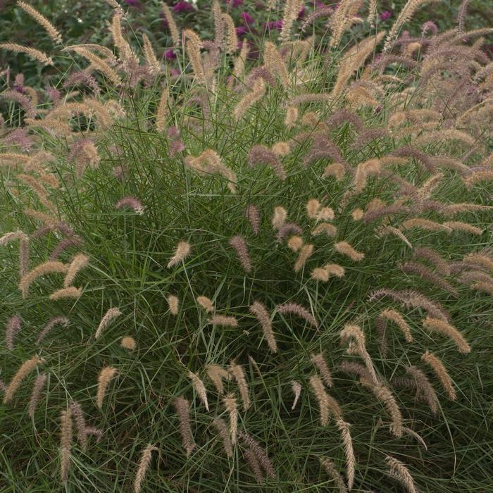 Oriental Pink Fountain Grass (Pennisetum orientale 'Karley Rose')