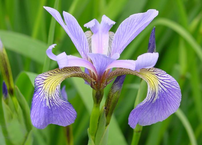 Blue Flag Iris (Iris versicolor), blue flower