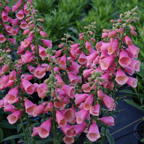 Digitalis x 'Arctic Fox Rose' (Foxglove), pink flowers