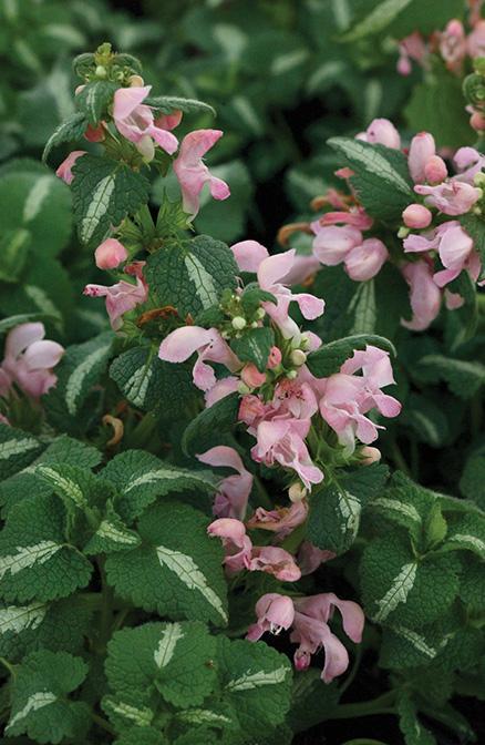 Lamium maculatum 'Shell Pink' (Dead Nettle)