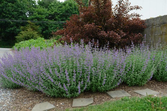 Nepeta x faassenii 'Walker's Low' (Catmint)