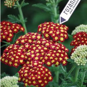 Achillea millefolium 'Strawberry Seduction' (Yarrow) perennial