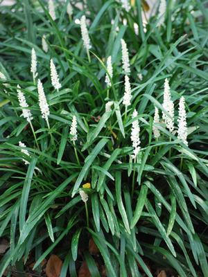 Liriope muscari 'Monroe White' (Lilyturf)