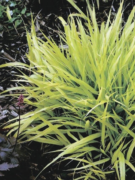 Hakonechloa macra 'All Gold' (Japanese Forest Grass)