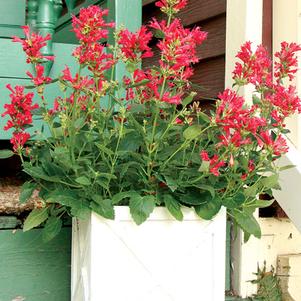 Agastache x Kudos™Red (Dwarf Hummingbird Mint) perennial