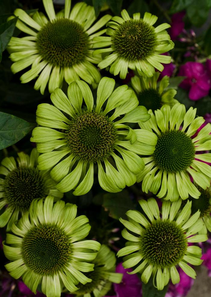 Echinacea x purpurea 'Green Jewel' (Coneflower)