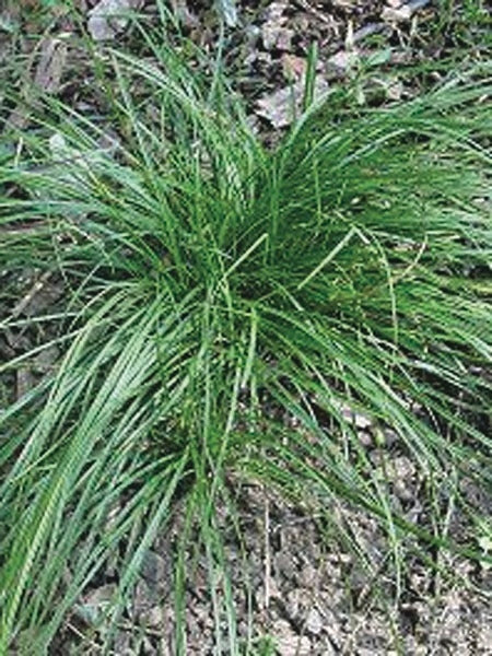 Pennsylvania Sedge (Carex pensylvanica)