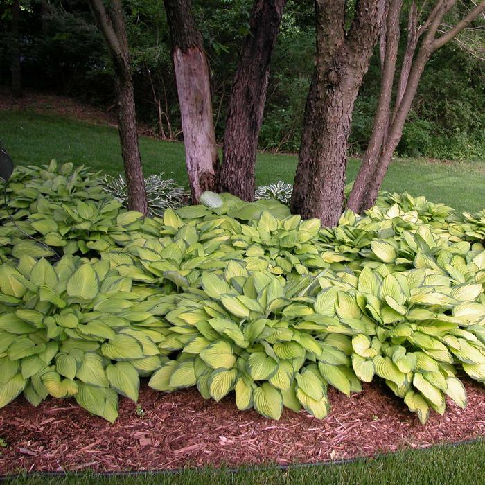 Hosta x 'Gold Standard' (Plantain Lily)