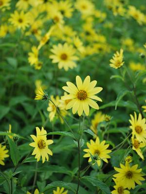 Lemon Queen Sunflower (Helianthus x 'Lemon Queen')