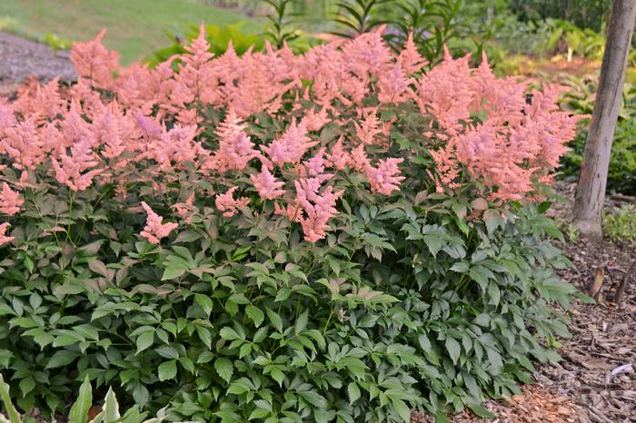 Astilbe japonica 'Peach Blossom' (False Spirea) perennial, pink flowers