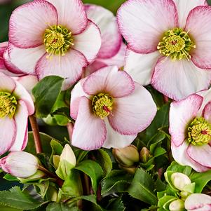 Helleborus HGC® Ice N' Roses® Picotee (Helleborus Gold Collection® Lenten Rose)