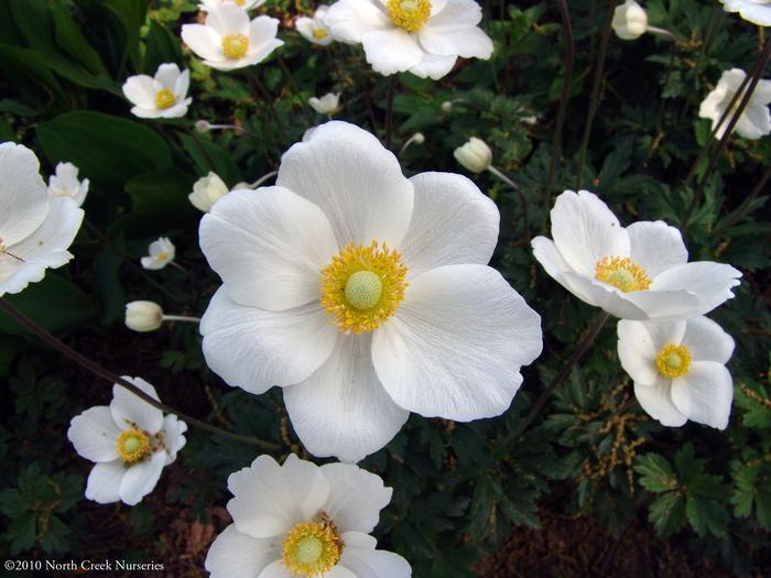 Snowdrop Anemone (Anemone sylvestris)