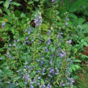 Blue Cardinal Flower (Lobelia siphilitica), blue flowers