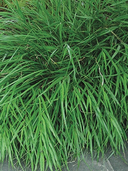 Hakonechloa macra (Japanese Forest Grass)