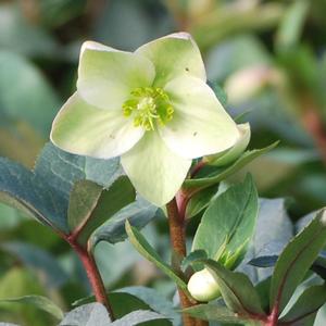 Helleborus x 'Ivory Prince' (Lenten Rose)