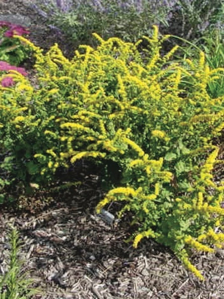 Dwarf Goldenrod (Solidago sphacelata 'Golden Fleece')