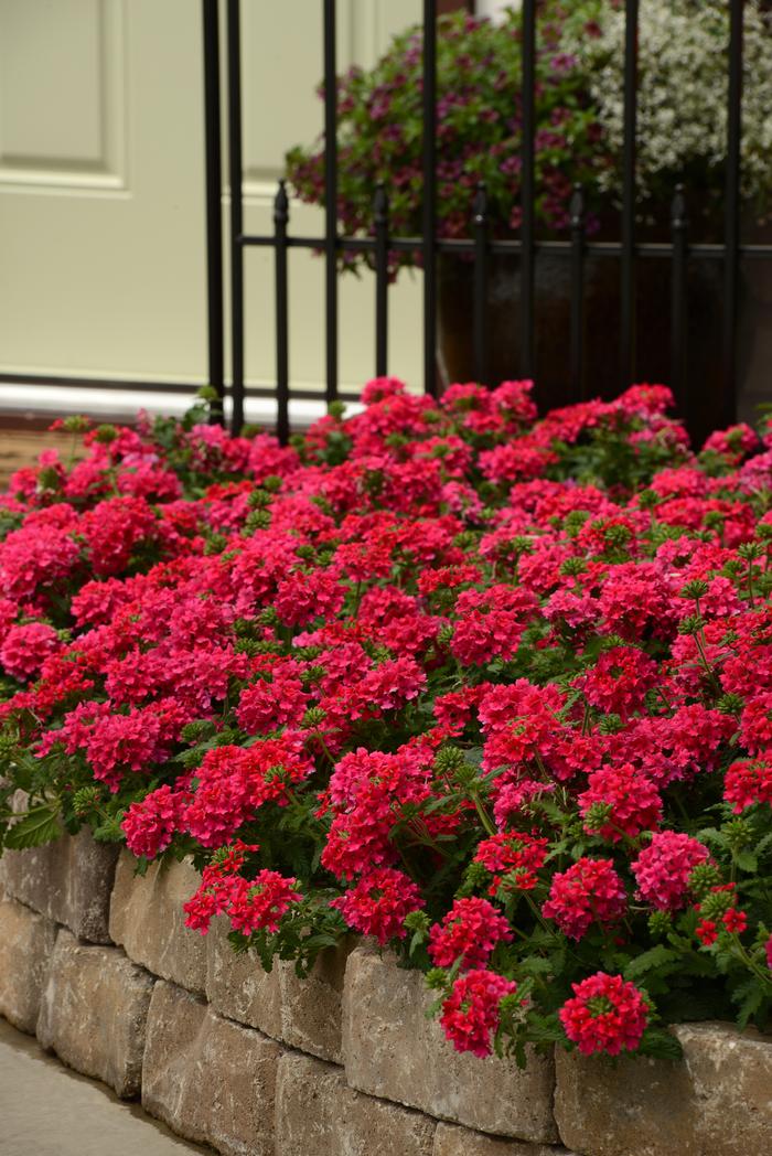 Verbena EnduraScape™Hot Pink (Vervain)